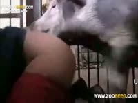 Pig and her mistress practice sex externally